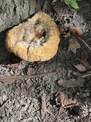 Pseudoinonotus