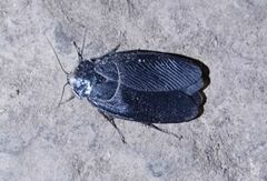 Polyphaga aegyptiaca