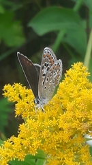 Polyommatus icarus