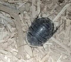 Polyphaga aegyptiaca