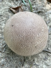 Calvatia craniiformis