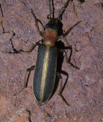 Oxycopis mimetica