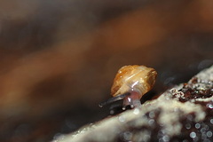 Euconulus fulvus