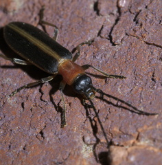 Oxycopis mimetica