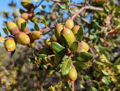 Quercus berberidifolia