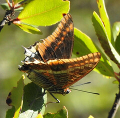 Charaxes jasius