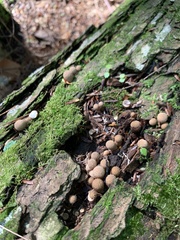 Pholiota squarrosoides