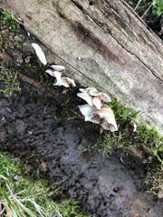 Crepidotus applanatus