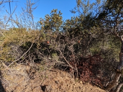 Quercus berberidifolia