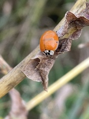 Harmonia axyridis