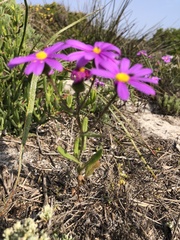 Senecio arenarius