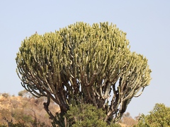 Euphorbia ingens