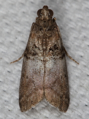 Tlascala reductella