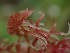 Sphagnum capillifolium