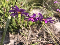 Senecio arenarius