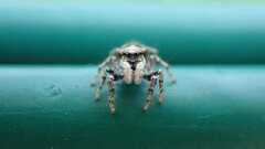 Salticus scenicus