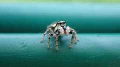 Salticus scenicus