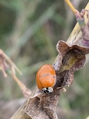 Harmonia axyridis