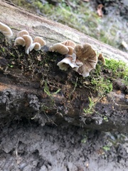 Crepidotus applanatus