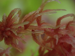 Sphagnum capillifolium