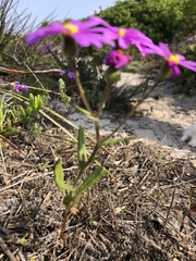 Senecio arenarius