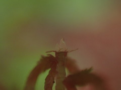 Sphagnum capillifolium