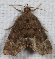 Cutina aluticolor