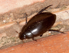 Hydrophilus