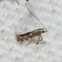 Leucospilapteryx venustella