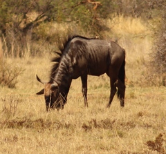 Connochaetes taurinus taurinus