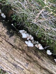 Crepidotus applanatus