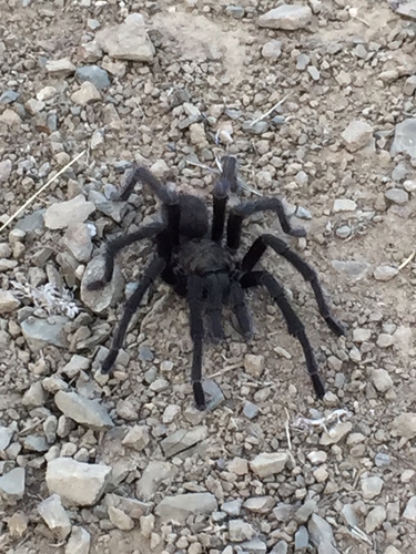 iNaturalist observation photo of Desert Tarantula