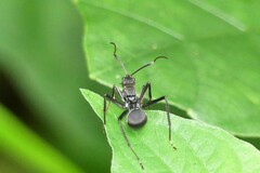 Myrma