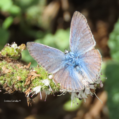Polyommatus icarus