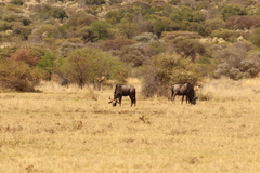 Connochaetes taurinus taurinus