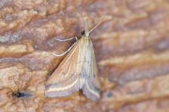 Microtheoris ophionalis