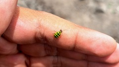 Diabrotica balteata