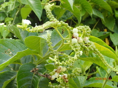 Heliotropium verdcourtii