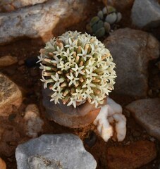 Crassula columnaris