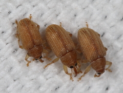 Lignyodes helvolus