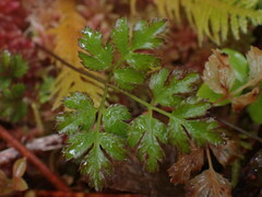 Coptis aspleniifolia