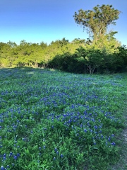 Lupinus texensis