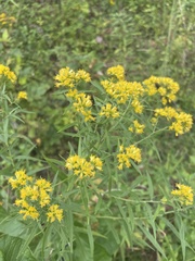 Euthamia graminifolia