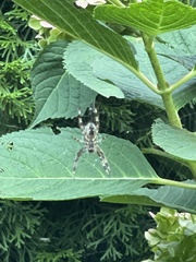 Araneus