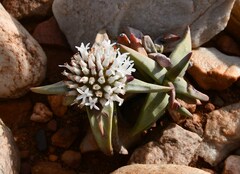 Crassula congesta