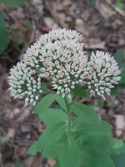 Hylotelephium maximum × spectabile