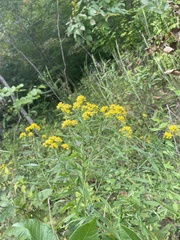 Euthamia graminifolia