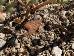 Uresiphita