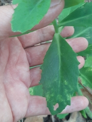 Hylotelephium maximum × spectabile