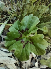 Pelargonium elongatum